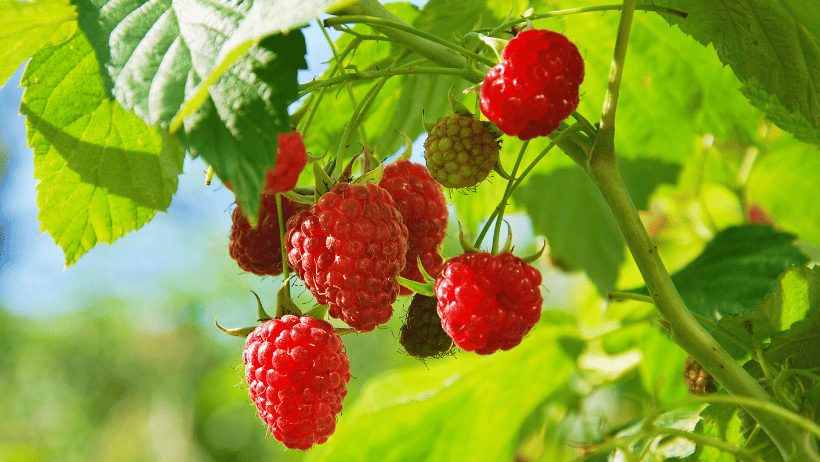 How To Grow Baskets Full of Raspberries No Matter Where You Live